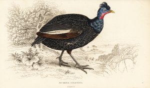 Toppet perlehøne, Guttera pucherani (Numida cristata) af William Home Lizars
