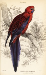 Crimson rosella, Platycercus elegans af William Home Lizars
