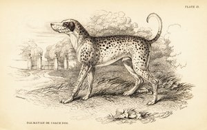Dalmatisk hund eller kuskhund, Canis lupus familiaris af William Home Lizars