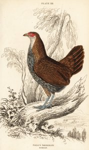 Hun grå junglefugl eller Sonnerats junglefugl, Gallus sonneratii (Gallus sonnerati) af William Home Lizars