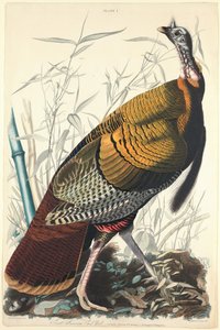 Great American Cock, 1827.