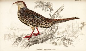 Grøn fasan eller japansk grøn fasan, hun, Phasianus versicolor af William Home Lizars