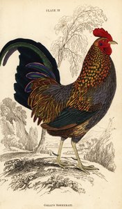 Grå junglefugl eller Sonnerats junglefugl, Gallus sonneratii (Gallus sonnerati) af William Home Lizars