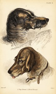 Hoveder af en kronhjort 1 og blodhund 2, Canis lupus familiaris (Canis sagaces og Canis sanguinarius) af William Home Lizars
