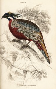 Koklass fasan, Pucrasia macrolopha af William Home Lizars