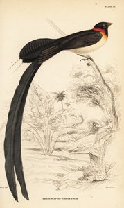 Langhalet paradis-whydah, Vidua paradisaea af William Home Lizars