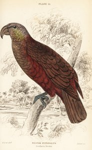 New Zealand kaka, Nestor meridionalis af William Home Lizars
