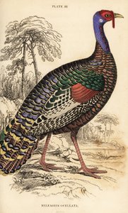 Ocelleret kalkun, Meleagris ocellata af William Home Lizars