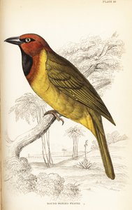 Olivenvævet væver eller rundvinget væver, Ploceus brachypterus af William Home Lizars
