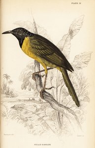 Oriole-sanger, Hypergerus atriceps af William Home Lizars