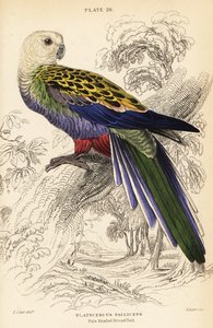 Bleghovedet rosella (palliceps), Platycercus adscitus palliceps af William Home Lizars