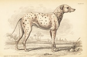 Forælder til den moderne kuskehund, Canis lupus familiaris af William Home Lizars