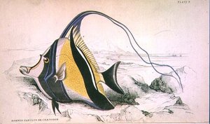 Plade 9 Horned Zanchus eller Chaetodon graveret af kunstneren fra 