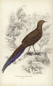 Polyplectron Chalcurum af William Home Lizars
