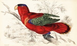 Lilla-nakkede lory, Lorius domicella