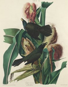 Lilla Grackle, 1827. af William Home Lizars