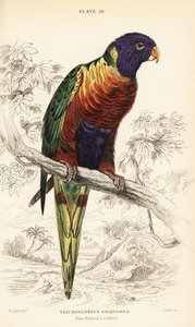 Regnbue lorikeet, Trichoglossus moluccanus af William Home Lizars
