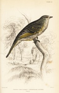 Rødskuldret gøgefugl, hun, Campephaga phoenicea af William Home Lizars