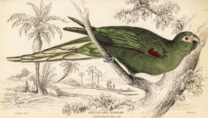 Rødskuldret ara, Diopsittaca nobilis