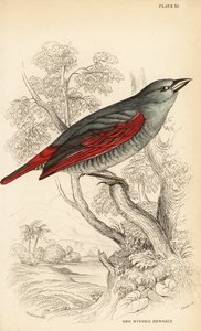 Rødvinget Pytilia, Pytilia Phoenicoptera (rødvinget Bengaly, Pytilia Phaenicoptera) af William Home Lizars