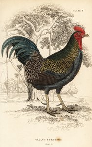Rød junglefugl, Gallus gallus javanicus