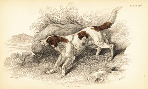 Setter, Ulvefamiliehund (Hundeindeks) af William Home Lizars