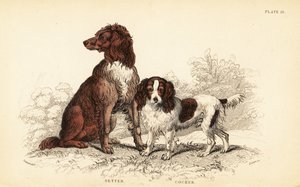 Setter og cocker spaniel, Canis ulvefamilie af William Home Lizars