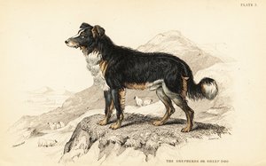 Hyrdehund eller fårehund, Canis lupus familiaris (Canis domesticus) af William Home Lizars