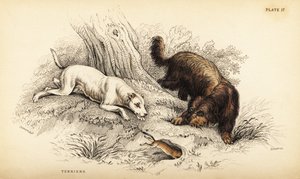 Glatbelagt terrier og skotsk eller trådhåret terrier, Canis lupus familiaris (Canis terrarius) af William Home Lizars