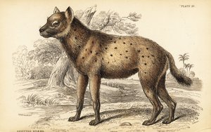 Plettet hyæne eller latterhyæne, Crocuta crocuta (Hyaena crocuta) af William Home Lizars