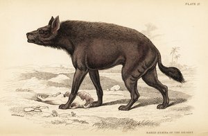 Stribet hyæne, Hyaena hyaena (Nøgen hyæne i ørkenen, Hyaena vulgaris)