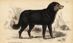 Newfoundlandshunden, Canis lupus familiaris )Canis terranovae) af William Home Lizars