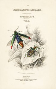 Titelside med vignet af juvelbille, Chrysochroa fulminans og patch-winged diamantbille, Curculio splendens af William Home Lizars