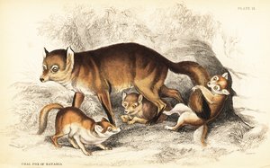 Sort af rødræv, Vulpes vulpes, med unger (Kulræv fra Bayern, Vulpes alopex) af William Home Lizars