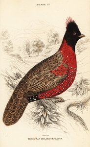 Vestlig tragopan eller vestlig hornet tragopan, Tragopan melanocephalus af William Home Lizars