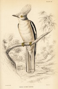 Hvid-crested helmetshrike, Prionops plumatus