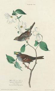 Hvidstrubet spurv, 1827. af William Home Lizars