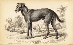 Vild hund fundet i Den Dominikanske Republik og Haiti, Canis lupus familiaris (vildhund fra St.