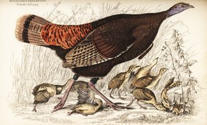 Vild kalkun, hun og ung, Meleagris gallopavo af William Home Lizars