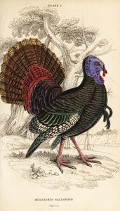 Vild kalkun, han, Meleagris gallopavo af William Home Lizars