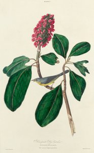 Bonaparte Fluefanger