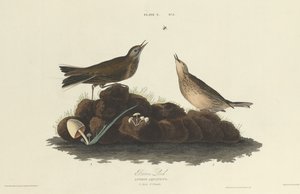 Brun Lærke