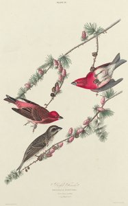 Lilla Finke