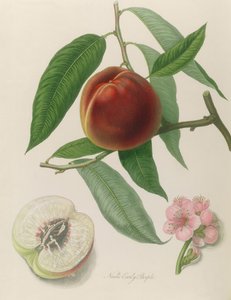 Nektarin: Neals Early Purple
