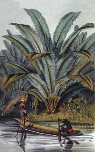 Palmetræ af William Hooker