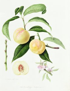 The Conudray Nectarine, 1820 af William Hooker