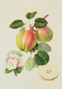 Den hollandske Codlin, 1820