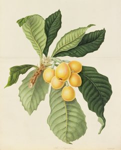 Loquat