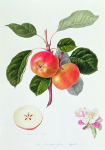 The Trumpington Apple, 1819