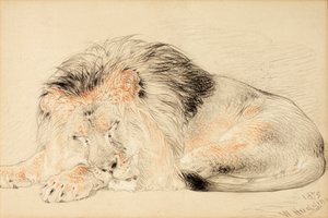 Studie af en løve, 1879 (kridt på papir)